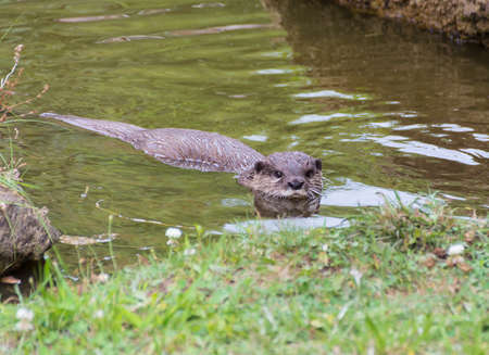 Aonyx or Ambionyx cinereus Small-Clawed Otter in pondの写真素材