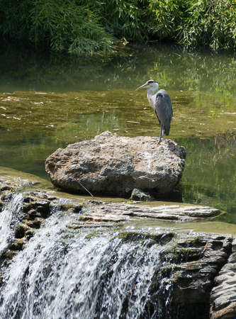Grey Heron standing at the backwater on a large rock near the waterfallの写真素材