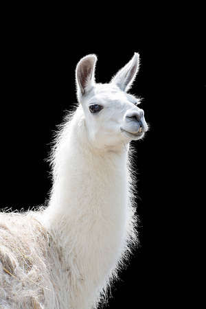 Portrait of a white llama Lama glamaの写真素材