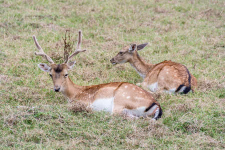 Couple Of Fallow Deer Dama Damaの写真素材