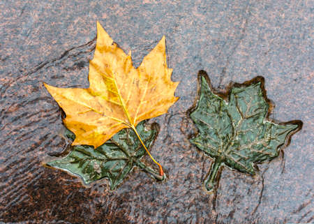 LONDON, UNITED KINGDOM - NOVEMBER 25, 2018: Three bronze and natural maple leaves in the Canada Memorial in Green Parkのeditorial素材