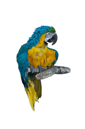 Macaw Parrot bird isolated