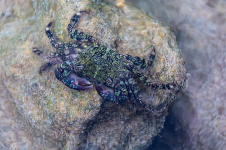 Shore crab Pachygrapsus marmoratus in shallow water.の写真素材