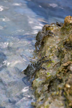 Two shore crabs Pachygrapsus marmoratus on the sea rocksの写真素材