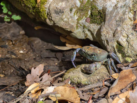 River Crab Potamonautes sp. on the bank of the stream under the stone