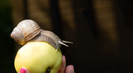 Garden snail on an appleの写真素材