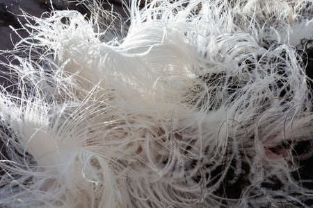 Ostrich feathers. Close-up