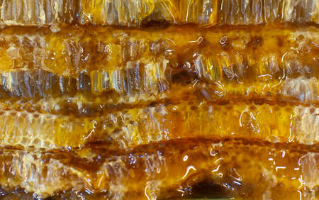 Fresh honey in honeycomb slices. Side view