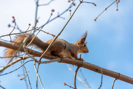 Red squirrel on a branch against the blue skyの写真素材