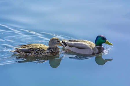 Duck and Drake are swimming. Wild Ducks Couple are reflected in the calm waterの写真素材