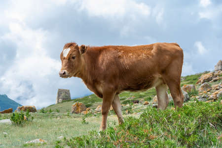 Cow On A Mountain Pastureの写真素材