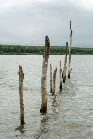 Dry trees in the water of the Dead Salt Lake Tambukanの写真素材