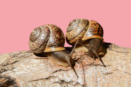 Communication of two snailsの写真素材