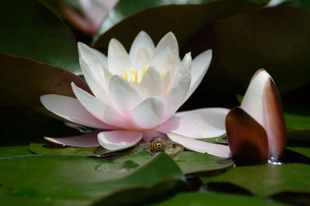 Flower and bud of White Water Liliesの写真素材