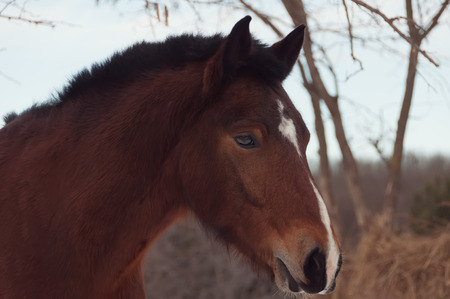 Portrait of a brown horse on a background of autumn natureの写真素材