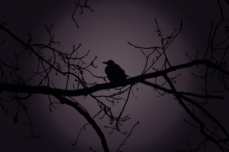 Silhouette of Raven on a branch at night on the background of the moon in violet lightの写真素材
