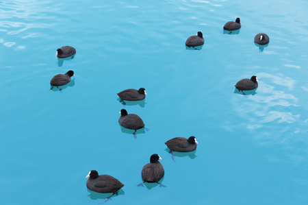 Many wild black ducks floating in open waterの写真素材