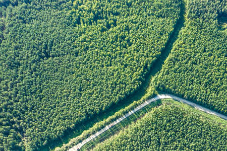 A view from a drone, a bird's-eye view of a coniferous forest. Forest, coniferous forest, green...