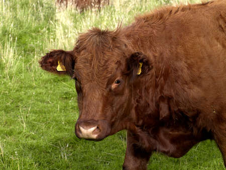 Limousin cow in a fielld in the north of Englandの写真素材