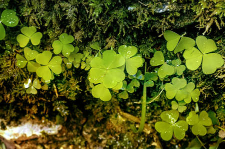 green background of moss and cloverの写真素材