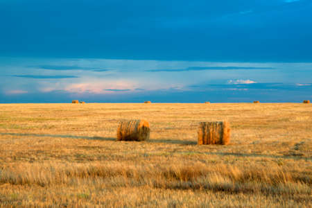 Bales of hay in the field after harvest.の写真素材