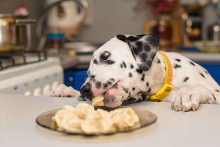 dog steals food from the tableの写真素材