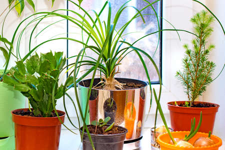 Green potted flowers are on the windowsill, close-up