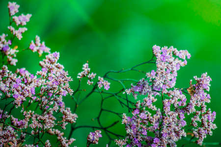 Purple flowers on blurred green backgroundの写真素材