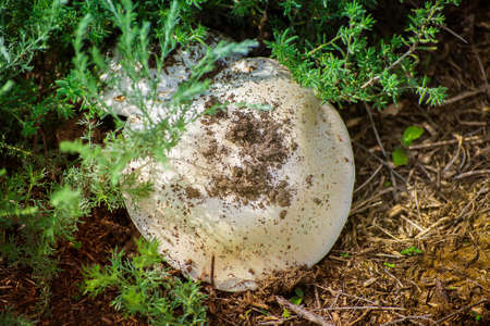 A large mushroom grows in the grass. The view from the top.