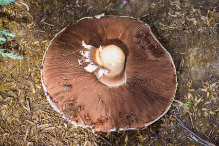 A large plucked mushroom lies on the ground.