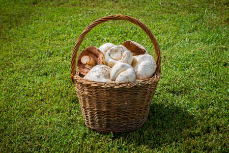 Basket of mushrooms stands on the green grassの写真素材