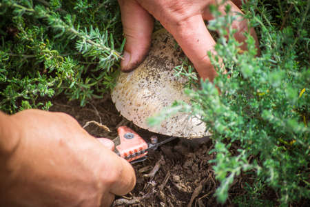 Hands cut mushrooms. Close up.の写真素材