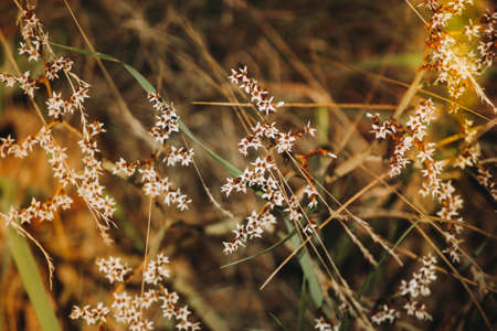 Wild flowers closeup. Blurred background.の写真素材