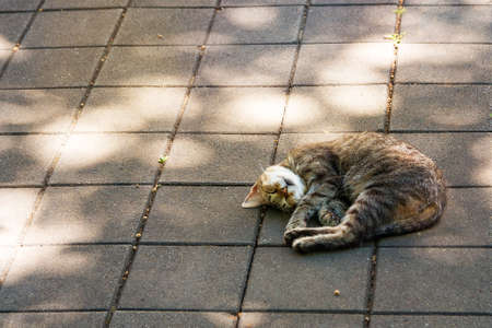 Adult cat sleeping on the ground.