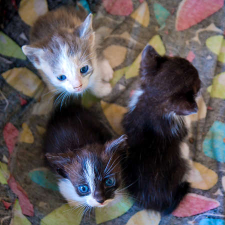 Three little kittens close-up. Top view.