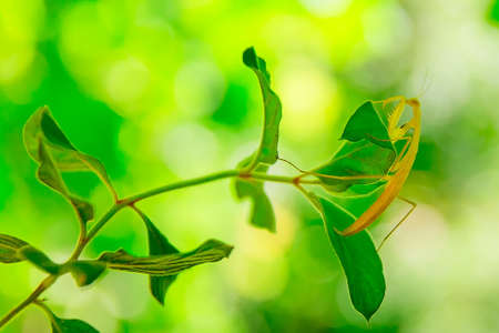 Mantis close - up on a green background. Insect Bogomol.の写真素材