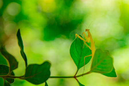 The insect mantis sits on a green leafの写真素材