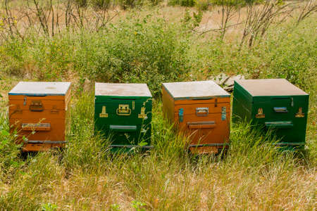Colorful bee hives in the apiaryの写真素材