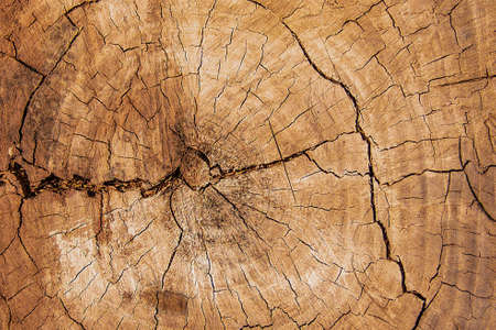 Rings on the cut of the tree trunk. Natural wood texture with cracked surface. Close up. Wood with...