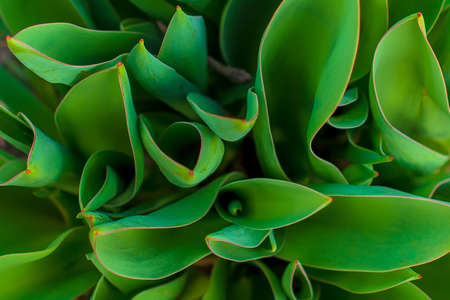 green Tulip leaves, a species of supernumerary