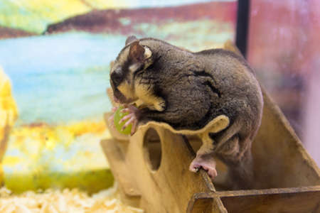 Little chinchilla at the pet store