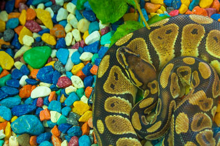 Python lying on the rocks. Python in a terrarium