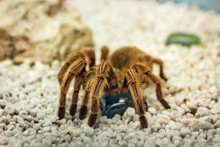 Big spider close-up, spider with hairy legsの写真素材