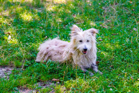 White shaggy dog lying on a green lawnの写真素材