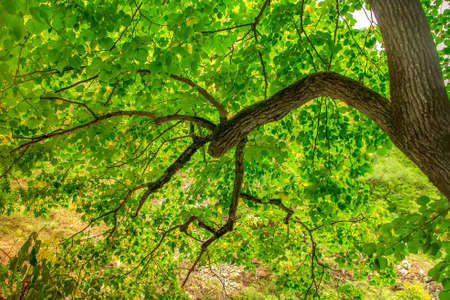 Bright green leaves on the tree. Tree branch