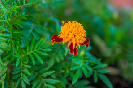 Orange garden flower on a blurred green backgroundの写真素材