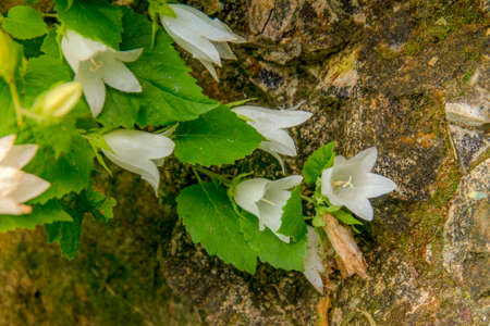White beautiful flowers in the mountains.の写真素材