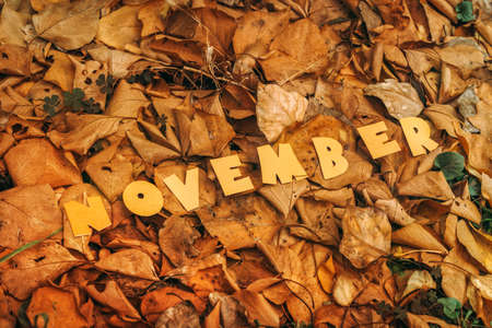 The text November on the fallen yellow leaves.の写真素材