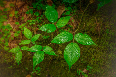 Wet green leaves, young growth in the forest