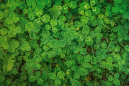 Background of green grass. Green grass in the forest